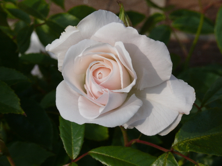 Weie Rose / white rose