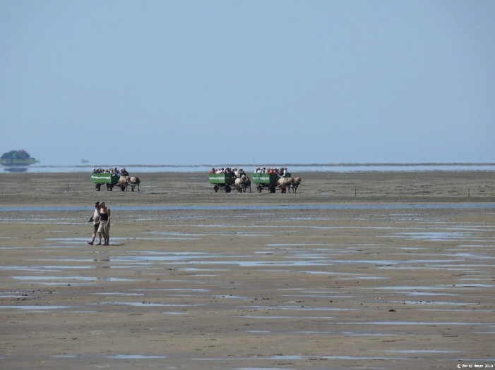 Kutschfahrt von Fhlehrn nach Sdfall /horse-drawn carriage over the mudflats from Fuhlehrn,Nordstrand to the tiny isle of Sdfall