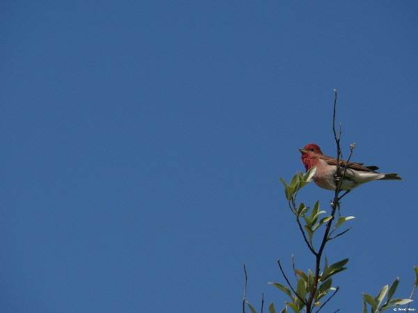 Karmingimpel hoch oben / a male Scarlet Rosefinch overlooking the field from the top of a tree