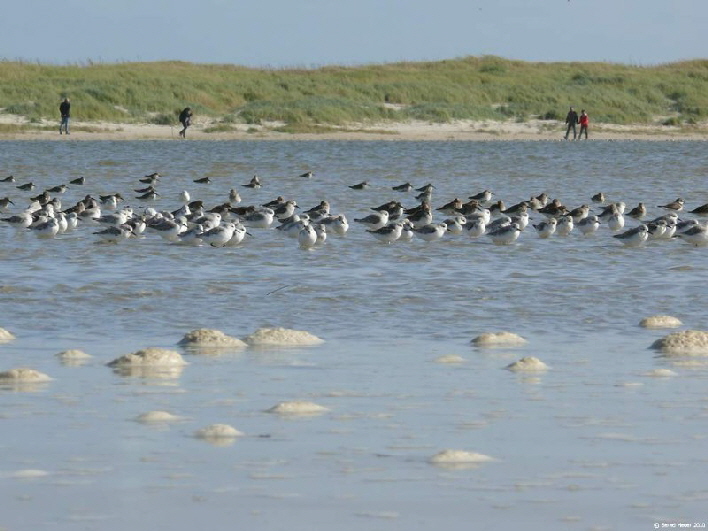 Seevgel am Strand / a flock of sea birds sitting close to the beach