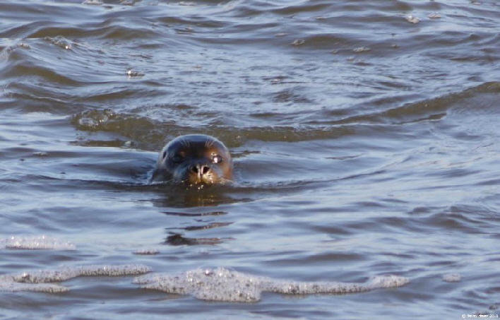 Robbe im Salzwasserbecken bei Ltt Moor Siel / a sea lion searching his way out