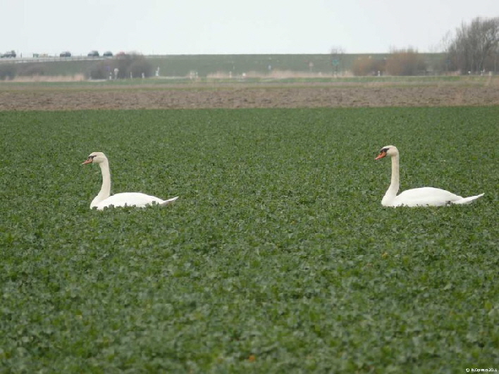 zwei Schwne umringt von Futter / two swans with lof of food around