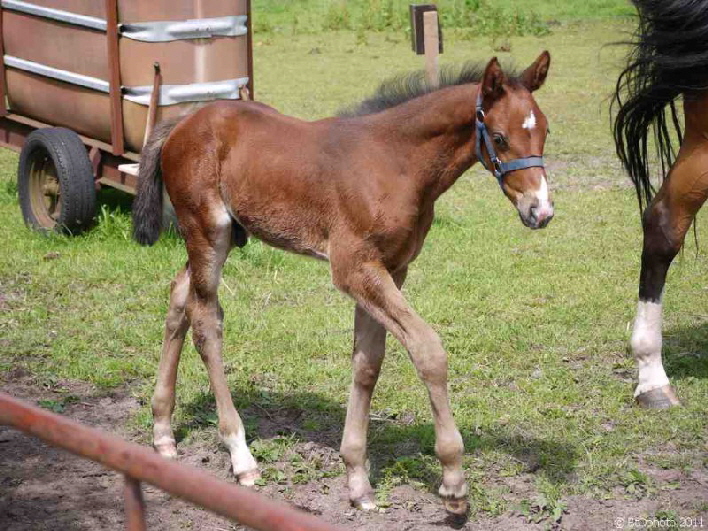 Junges Fohlen / a foal / just a few days old