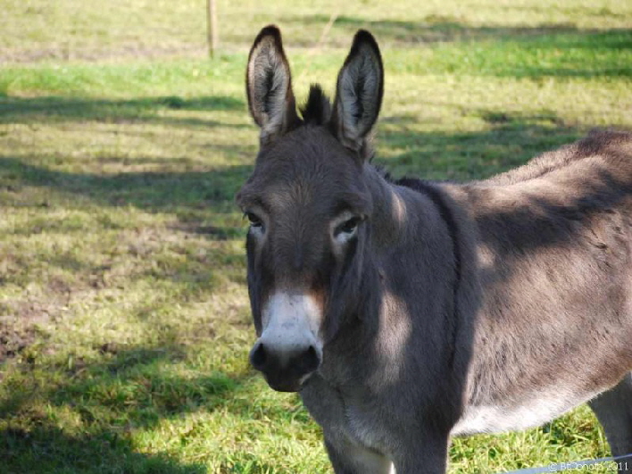 Ein Esel kommt selten allein / don't be in a hurry would this donkey say if he could
