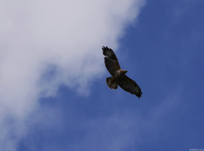 Verletzter Bussard beim berflug / a male buzzard with an injured wing flying over our premises