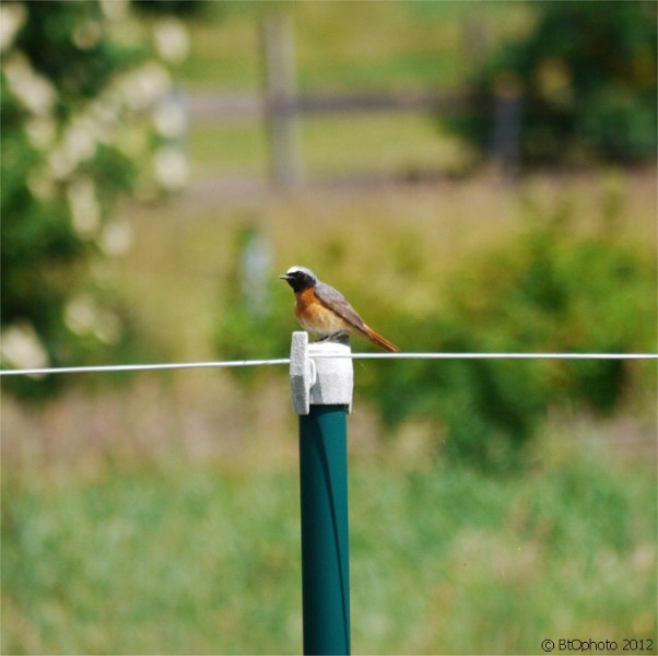 Gartenrotschwanz (mnnlich) / a male redstart sitting on a pole
