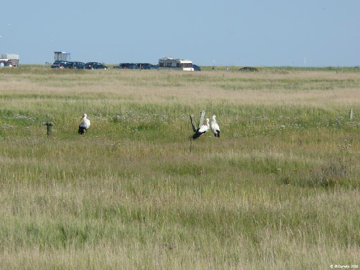 Strche / storks on a meadow near the beach of St.Peter-Bad