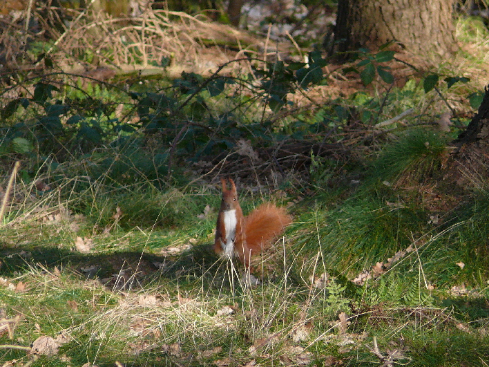 Eichh�rnchen auf Futtersuche / a squirrel searching for food