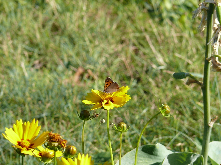 Schmetterling / butterfly