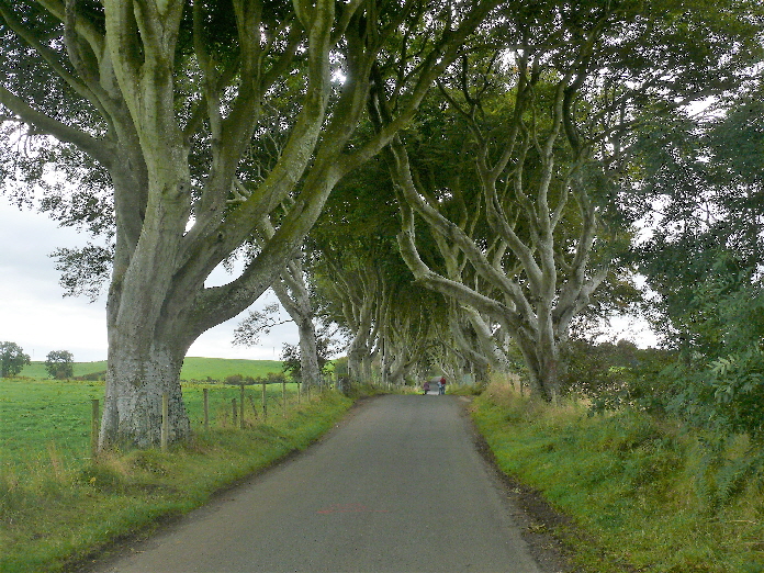 Allee der DARK HEDGES / the DARK HEDGES
