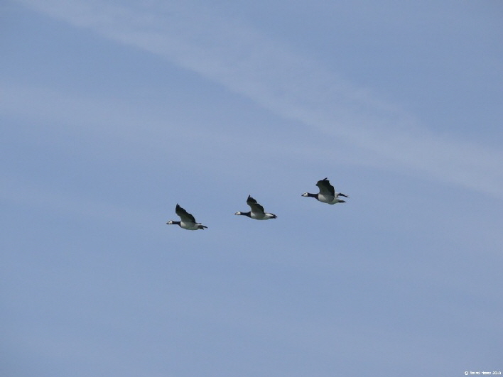 Nonneng�nse / 3 barnacles scouts
