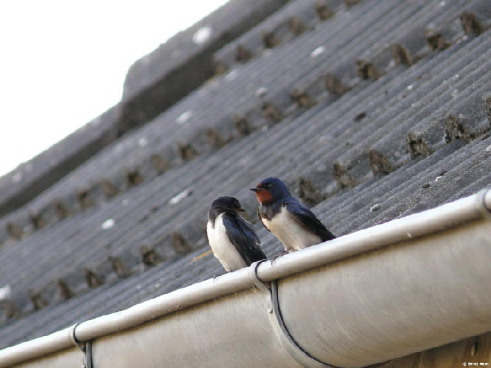 Schwalben planen den n�chsten Ausflug / swallows are planning the next flight