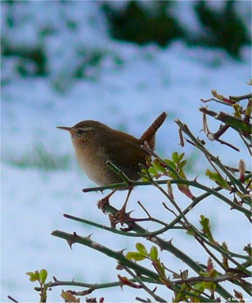 Der lauteste S�nger / a wren the bird with the loudest voice