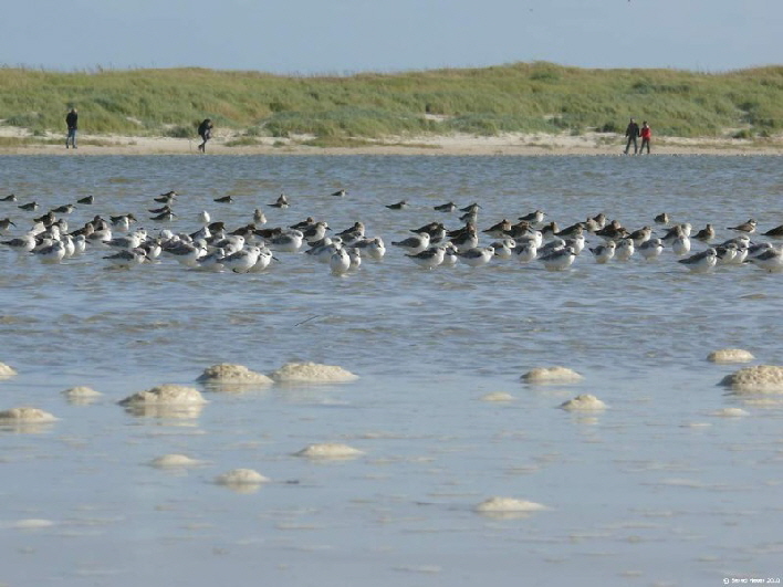 Seev�gel am Strand / a flock of sea birds sitting close to the beach