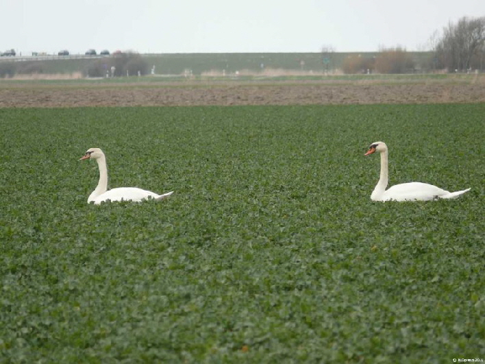 zwei Schw�ne umringt von Futter / two swans with lof of food around