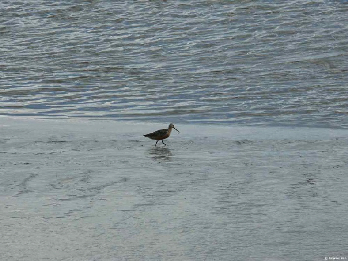 Gro�er Brachvogel / a great curlew on his walk