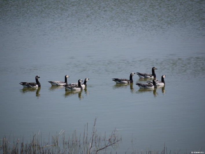 Nonneng�nse im Geleitzug / barnacles swimming in a row
