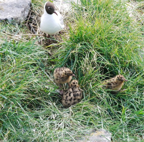 Nachwuchs bei der Lachm�ve / little seagulls seen near the eider protecting waterworks