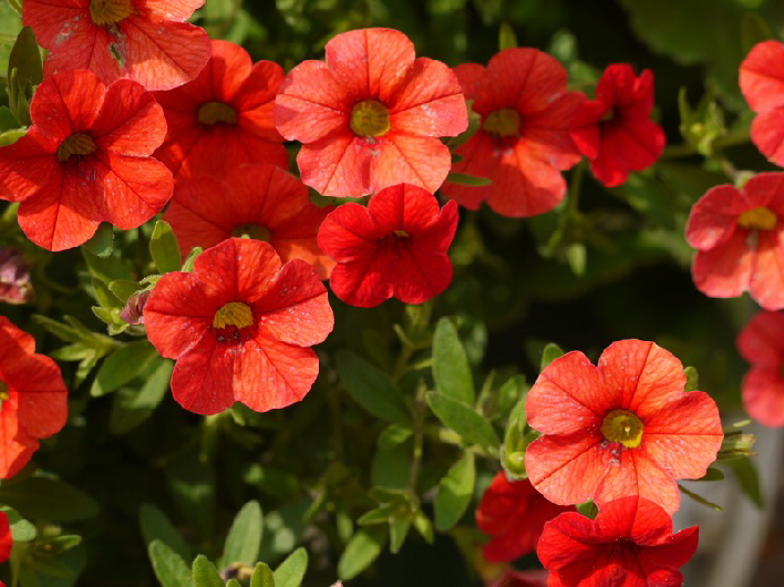 Zaubergl�ckchen / magic bells