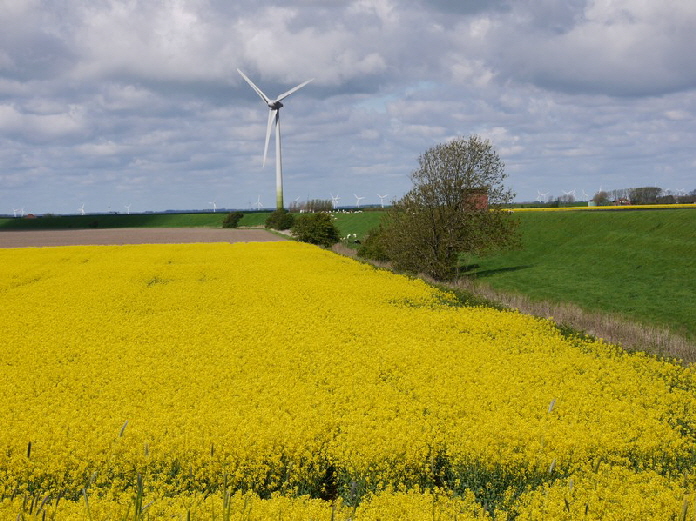 Rapsbl�te auf Nordstrand / blossoms of a rapefield on the isle of Nordstrand